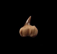 Notorynchus  sp.  symphyseal tooth | Buried Treasure Fossils