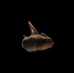 Notorynchus  sp.  symphyseal tooth | Buried Treasure Fossils