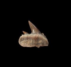 Notorynchus  sp.  symphyseal tooth | Buried Treasure Fossils