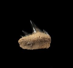 Notorynchus  kempi  upper jaw tooth | Buried Treasure Fossils