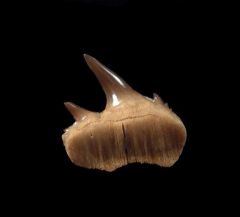 Notorynchus  sp.  symphyseal tooth | Buried Treasure Fossils