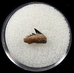 Hexanchus hookeri tooth from Kazakhstan for sale | Buried Treasure Fossils