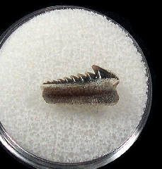 Hexanchus collinsonae tooth from Kazakhstan | Buried Treasure Fossils