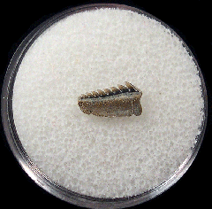 Hexanchus agassizi tooth | Buried Treasure Fossils