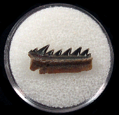 Heptranchias karagalensis tooth | Buried Treasure Fossils
