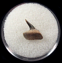 Heptranchias karagalensis upper jaw tooth | Buried Treasure Fossils