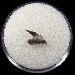 Kazakhstan Heptranchias karagalensis tooth | Buried Treasure Fossils