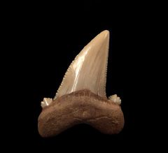 Blue KazaakhAuriculatus tooth for sale | Buried Treasure Fossils
