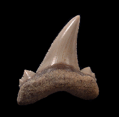 Kazakh Otodus auriculatus tooth for sale | Buried Treasure Fossils