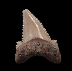 Kazakh Otodus auriculatus tooth for sale | Buried Treasure Fossils