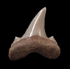Kazakh Otodus auriculatus tooth for sale | Buried Treasure Fossils