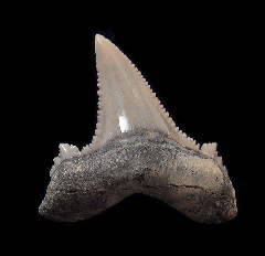 Kazakh Otodus auriculatus tooth for sale | Buried Treasure Fossils