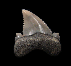 Real Kazakhstan Auriculatus tooth for sale | Buried Treasure Fossils