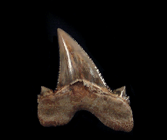 Otodus aksuaticus (Serrated)               