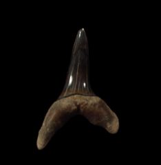 Macrorhizodus nolfi tooth for sale | Buried Treasure Fossils