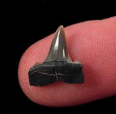 Kazakhstan Macrorhizodus nolfi tooth for sale | Buried Treasure Fossils