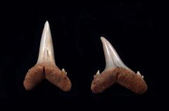 Eostriatolamia venusta                    