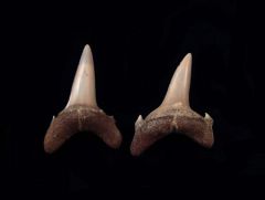 Eostriatolamia venusta                    