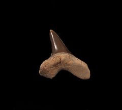 Cretoxyrhina mantelli tooth from Kansas.