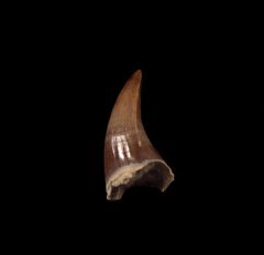 Platecarpus ptychodon    