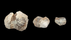 Kansas Ptychodus mortoni tooth for sale