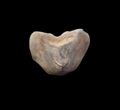 Kansas Ptychodus whipplei tooth for sale | Buried Treasure Fossils