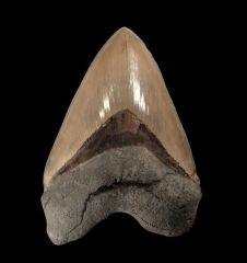 Aurora Megalodon tooth for sale | Buried Treasure Fossils