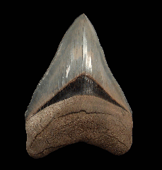 Lee Creek Otodus megalodon tooth | Buried Treasure Fossils