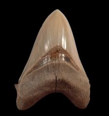 Otodus megalodon   