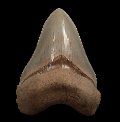 Aurora Megalodon tooth | Buried Treasure Fossils