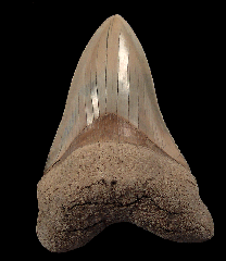 An excellent Lee Creek Chubutensis tooth for sale 
