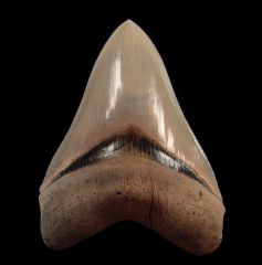 Otodus megalodon   