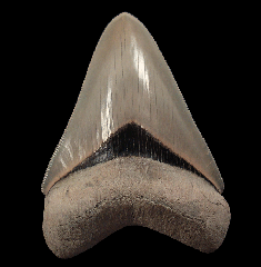 Gem Lee Creek Megalodon tooth for sale