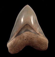 Otodus megalodon   