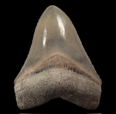 Incredible Aurora Megalodon tooth for sale  