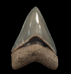 Incredible Lee Creek Megalodon tooth for sale | Buried Treasure Fossils