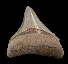 - Incredible Lee Creek Megalodon tooth for sale 