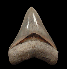 An excellent Aurora Chubutensis tooth for sale | Buried Treasure Fossils
