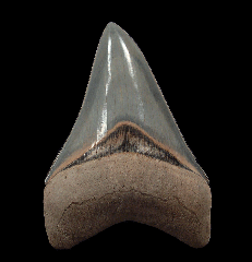 Aurora Megalodon tooth for sale | Buried Treasure Fossils