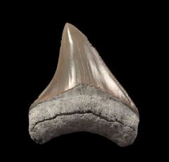 Nice Aurora Meg tooth for sale | Buried Treasure Fossils