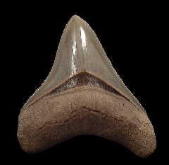 An excellent Aurora Chubutensis tooth for sale | Buried Treasure Fossils