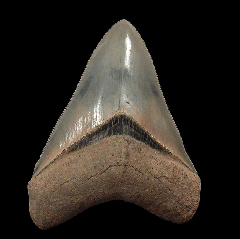 Real Aurora Megalodon tooth for sale | Buried Treasure Fossils