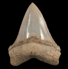 An excellent Lee Creek Chubutensis tooth for sale
