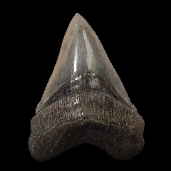 Real Lee Creek Chubutensis tooth for sale | Buried Treasure Fossils