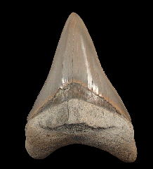 Real Lee Creek Chubutensis tooth for sale