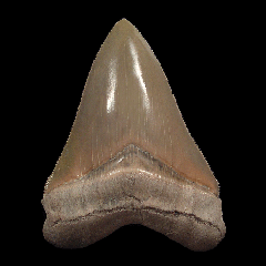 Quality Lee Creek Chubutensis tooth for sale | Buried Treasure Fossils 