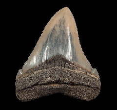 Aurora Chubutensis tooth | Buried Treasure Fossils