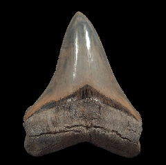 Lee Creek Otodus chubutensis tooth for sale | Buried Treasure Fossils
