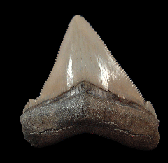 Lee Creek Otodus chubutensis tooth for sale
