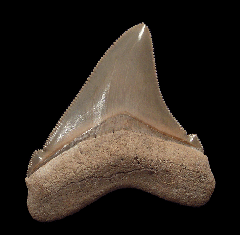 Lee Creek Otodus chubutensis tooth for sale | Buried Treasure Fossils